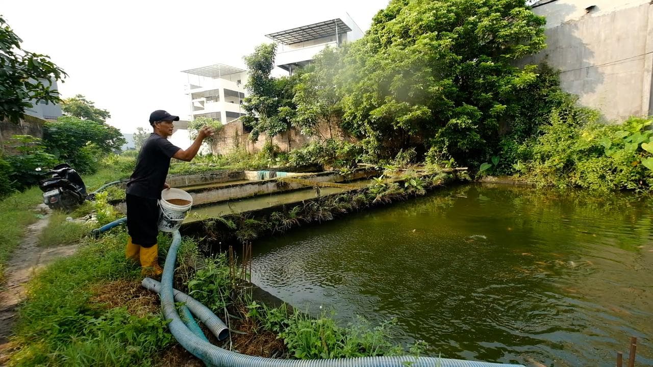 Program MBG Dongkrak Penjualan Ikan Lokal, Pembudidaya di Karanganyar Kebanjiran Permintaan