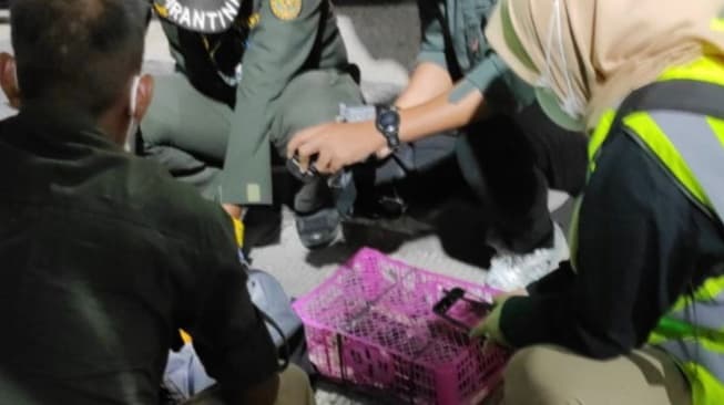 Penyelundupan 63 Burung Digagalkan di Bakauheni, Pelaku Gunakan Identitas Palsu