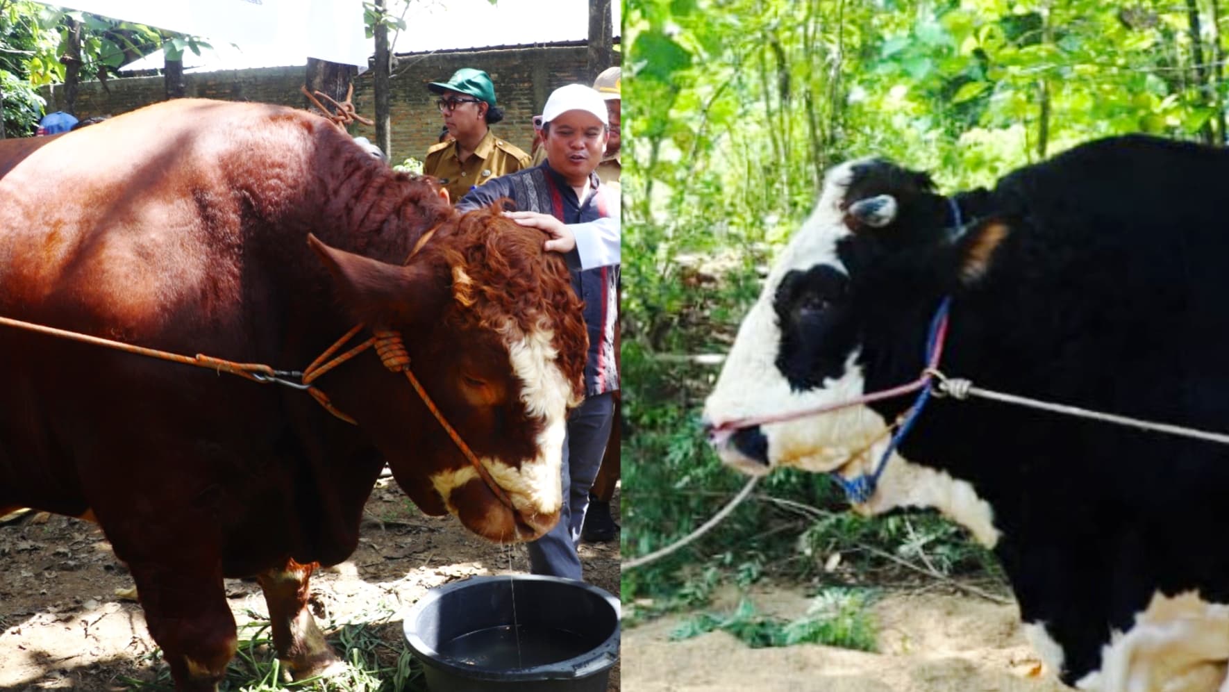 Presiden Salurkan Sapi Kurban Jumbo ke Brebes dan Purworejo, Perkuat Kepedulian Negara kepada Masyarakat