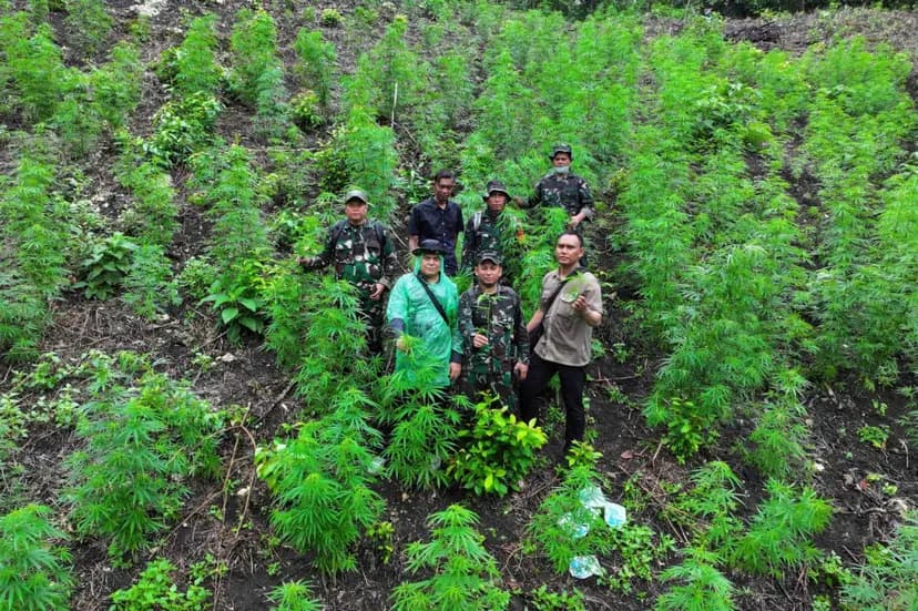 TNI Temukan Ladang Ganja 2,5 Hektar di Aceh Besar, Perkuat Komitmen Berantas Narkotika hingga ke Daerah Pegunungan
