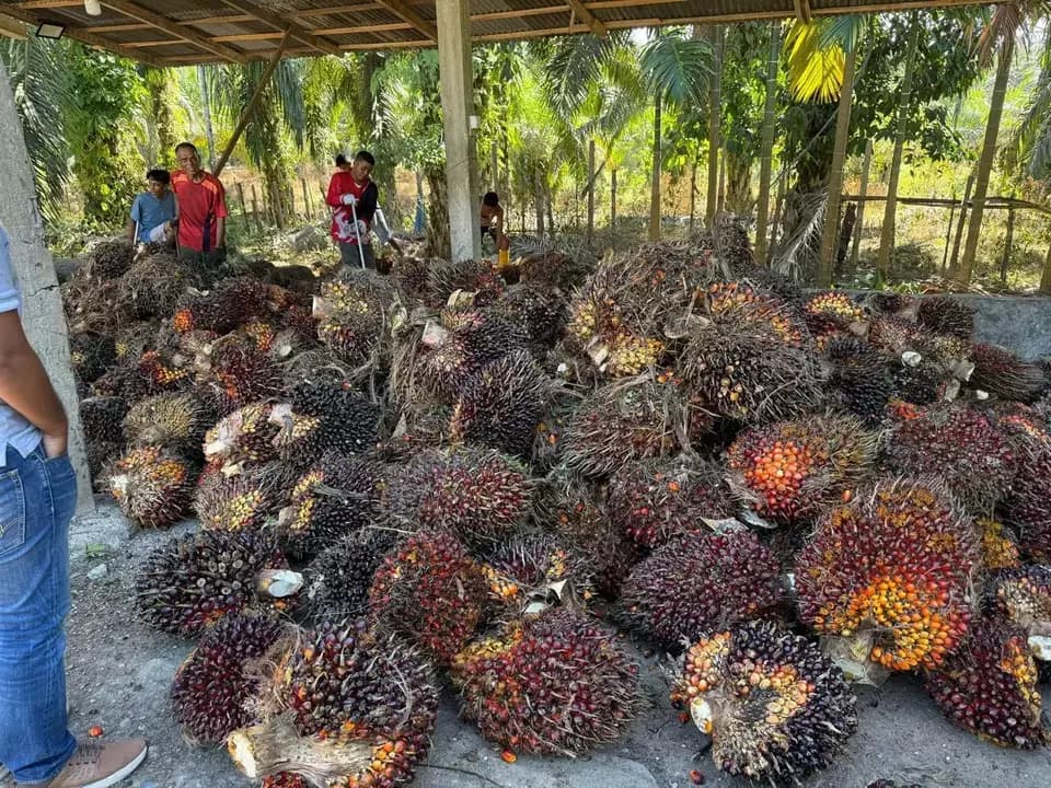 IPB Nilai Industri Sawit Berperan Strategis Perkuat Ketahanan Pangan dan Hilirisasi Nasional