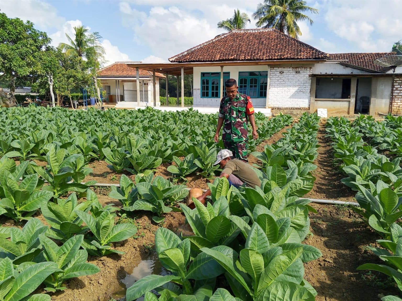 Babinsa Koramil Gapura Dampingi Petani Rawat Tembakau, Perkuat Produktivitas Pertanian dan Ketahanan Pangan