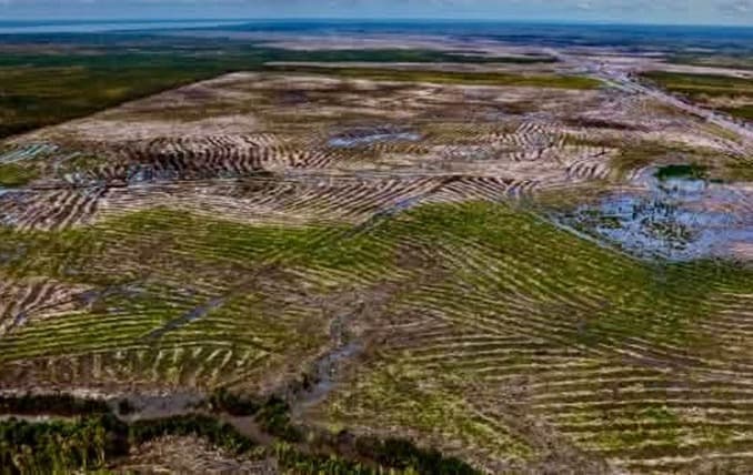 Food Estate PSN Merauke Didorong Jadi Lumbung Pangan Nasional Berbasis Pertanian Modern