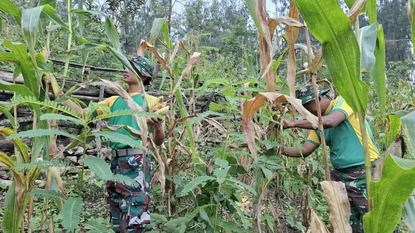 Perbatasan TTU Menguatkan Kebersamaan Lewat Panen Jagung yang Menyatukan Prajurit dan Warga dalam Kehidupan Sehari Hari