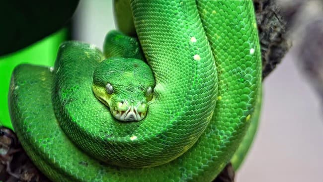 Kemenhut Gagalkan Penyelundupan 202 Reptil ke Dubai, WNA Rusia Jadi Tersangka