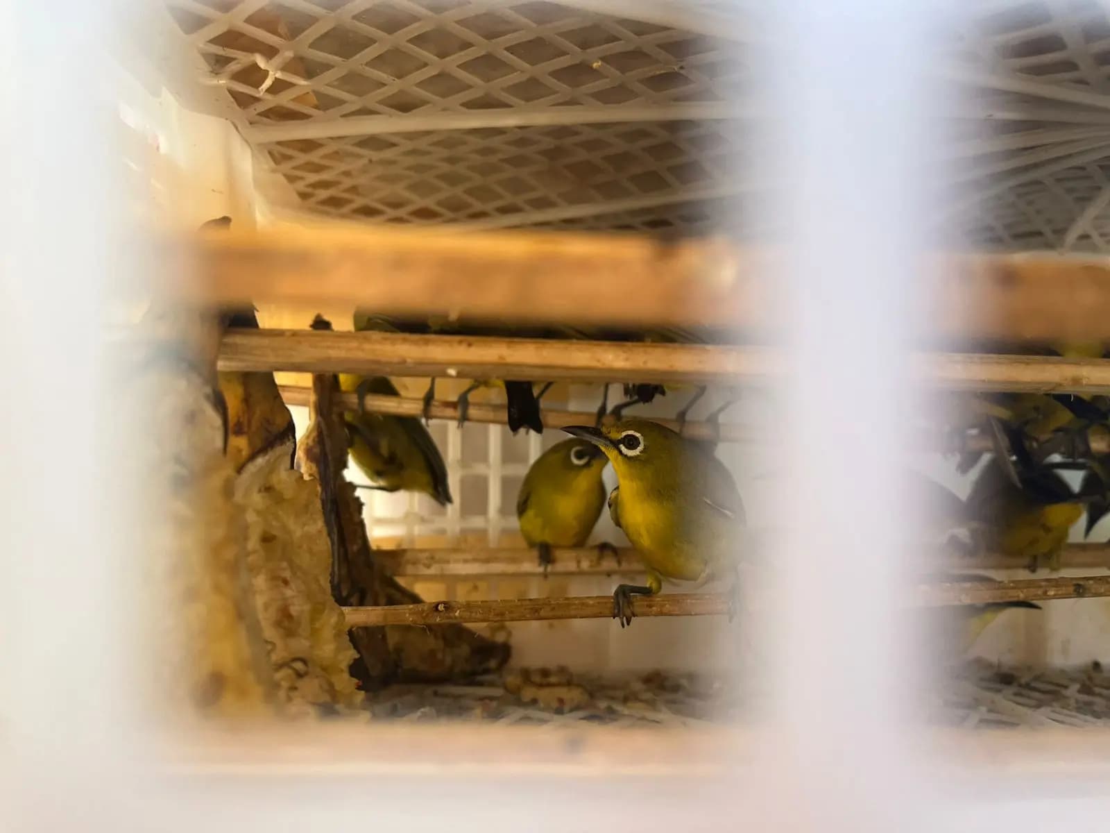Karantina Jatim dan TNI AL Gagalkan Penyelundupan 493 Burung di Pelabuhan Ketapang