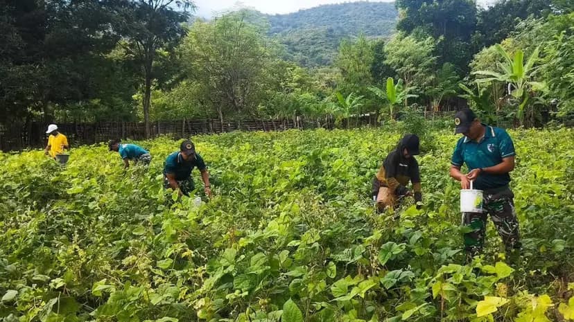 Yonarmed 12 Kostrad Panen Kacang Hijau Bersama Warga Perbatasan di Silawan