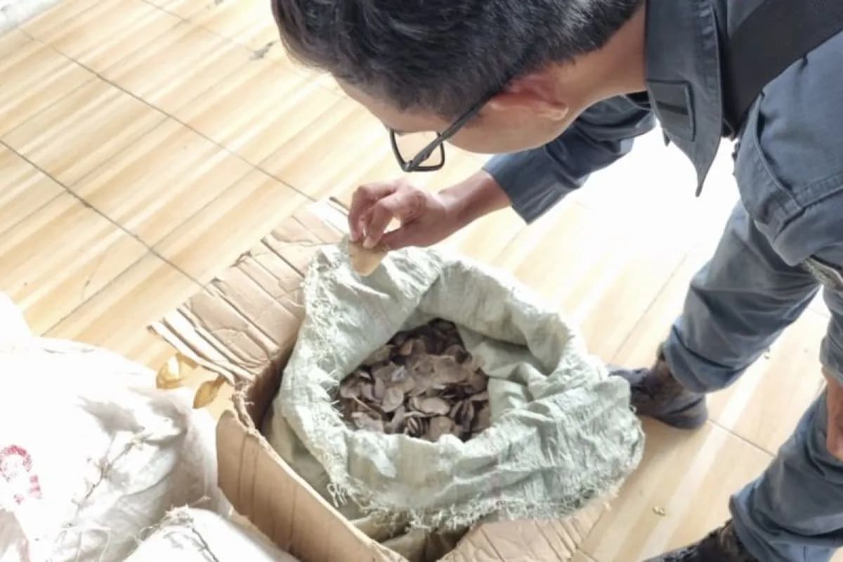 Kemenhut Tahan Tersangka Penyelundupan 3 Ton Sisik Trenggiling ke Kamboja