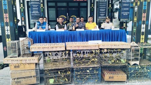 TNI AL Gagalkan Penyelundupan 1.000 Burung Kicau di Labuan Bajo