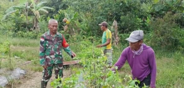 Babinsa Puring Kencana Turun Langsung Bantu Warga Panen Cabai, Dukung Ketahanan Pangan Daerah