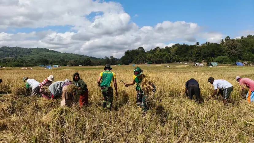 Satgas Yonarhanud 2 Kostrad Bantu Petani Panen Padi di Perbatasan, Perkuat Ketahanan Pangan Warga
