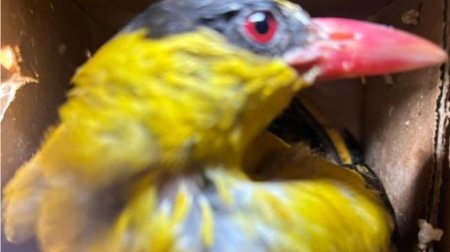 Upaya Penyelundupan 807 Burung Ilegal Digagalkan di Bakauheni, Puluhan Satwa Dilindungi Diselamatkan
