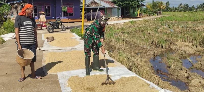 Babinsa Kelua Dampingi Petani Jemur Gabah, Perkuat Ketahanan Pangan di Tabalong