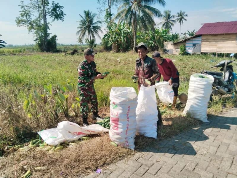 Babinsa Dampingi Panen Mentimun, Perkuat Ketahanan Pangan dan Semangat Petani di Hulu Sungai Tengah