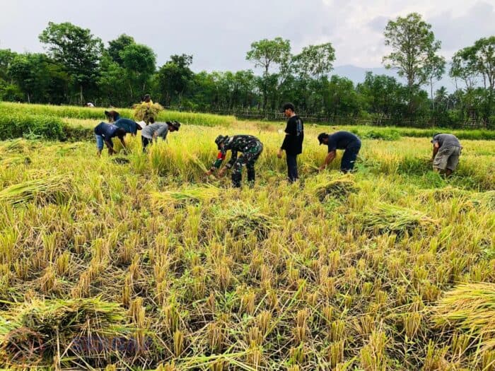 Babinsa Kodim 1601/Sumba Timur Dampingi Petani Panen Padi, Perkuat Ketahanan Pangan di Wilayah Binaan