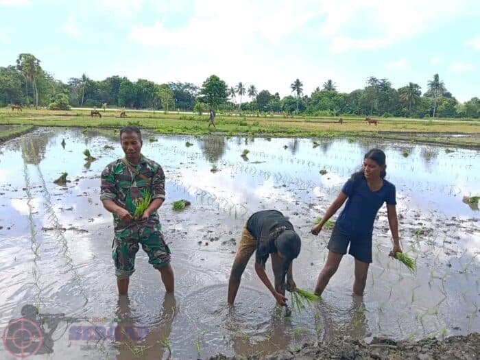Babinsa Kodim 1601/Sumba Timur Dampingi Petani Tanam Padi di Hari Libur, Perkuat Ketahanan Pangan