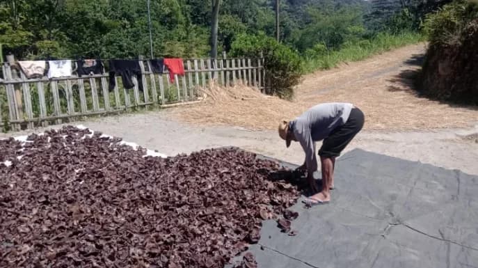 Panen 1,3 Ton Jamur Kuping, Bumdes Golo Kembangkan Komoditas Unggulan Penggerak Ekonomi Desa