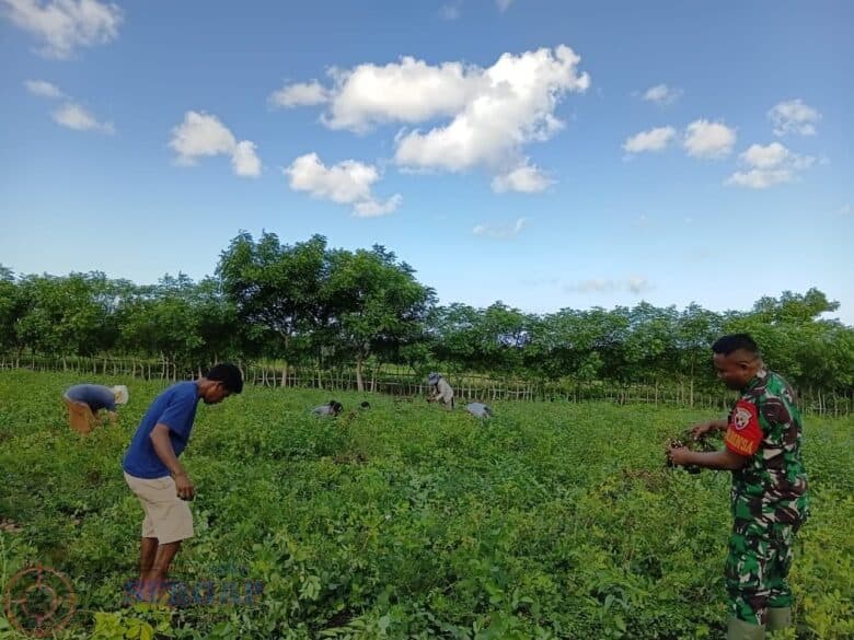 Babinsa Bantu Panen Kacang Tanah di Sumba Timur, Perkuat Ketahanan Pangan dan Semangat Petani
