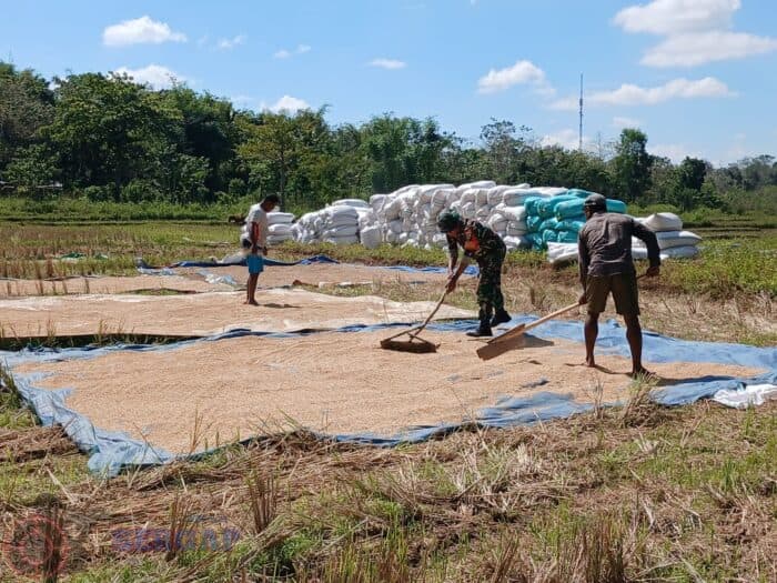 Babinsa di Sumba Timur Dampingi Petani Jemur Padi, Dukung Kualitas Hasil Pascapanen
