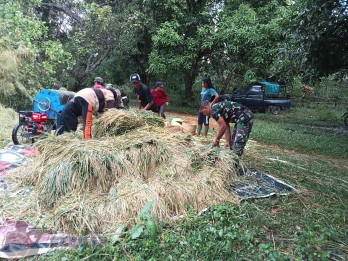 Babinsa Sumba Timur Dampingi Petani Pascapanen, Perkuat Ketahanan Pangan di Desa Nggongi