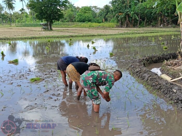 Babinsa Waingapu Dampingi Petani Tanam Padi, Dukung Ketahanan Pangan di Sumba Timur