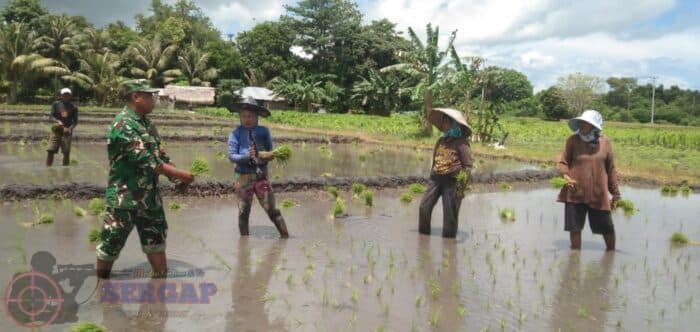 Babinsa Turun ke Sawah, Dukung Petani Tanam Padi untuk Perkuat Ketahanan Pangan di Sumba Timur