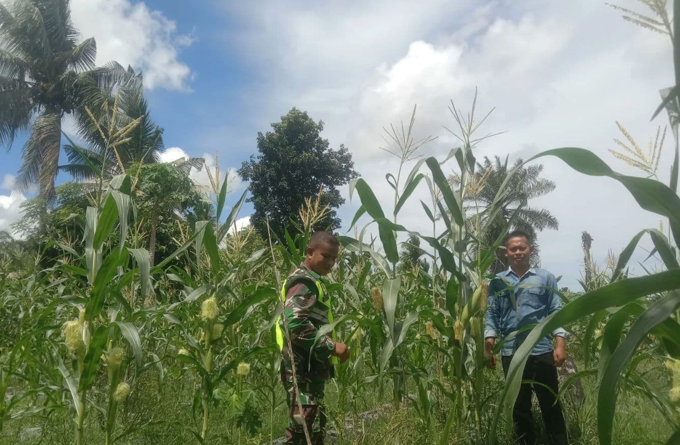 Babinsa Turun ke Lahan, Bantu Petani Jagung Perkuat Ketahanan Pangan di Aceh