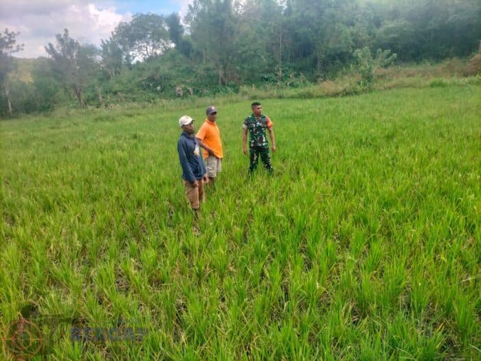 Babinsa Koramil Lewa Bantu Petani Bersihkan Gulma, Dukung Ketahanan Pangan di Sumba Timur