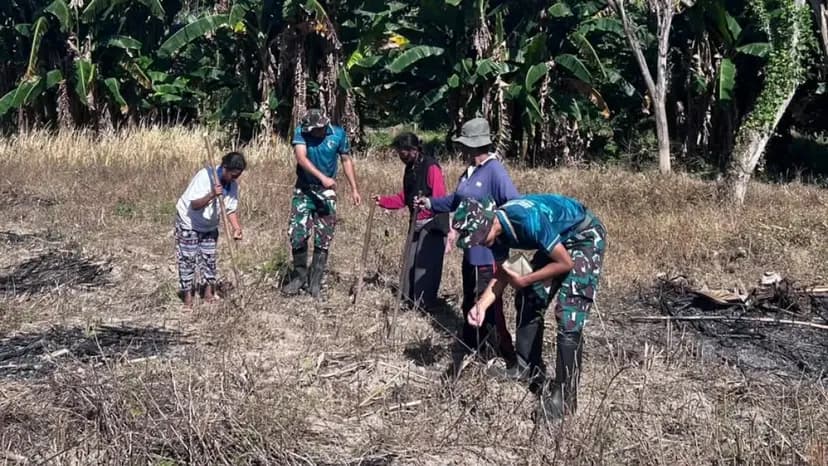 Satgas Yonarmed 12 Kostrad Tanam Jagung Bersama Warga Malaka, Perkuat Ketahanan Pangan Perbatasan