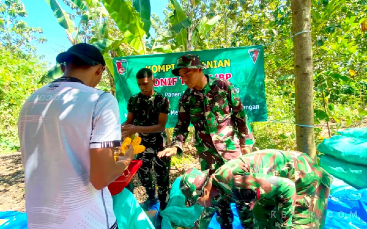 TNI dan Petani Panen Jagung Bersama di Bojonegoro, Perkuat Ketahanan Pangan Nasional