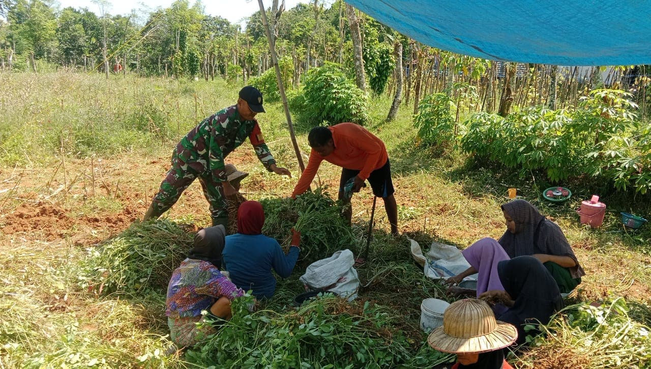 Pendampingan Babinsa Perkuat Ketahanan Pangan dan Tingkatkan Semangat Petani