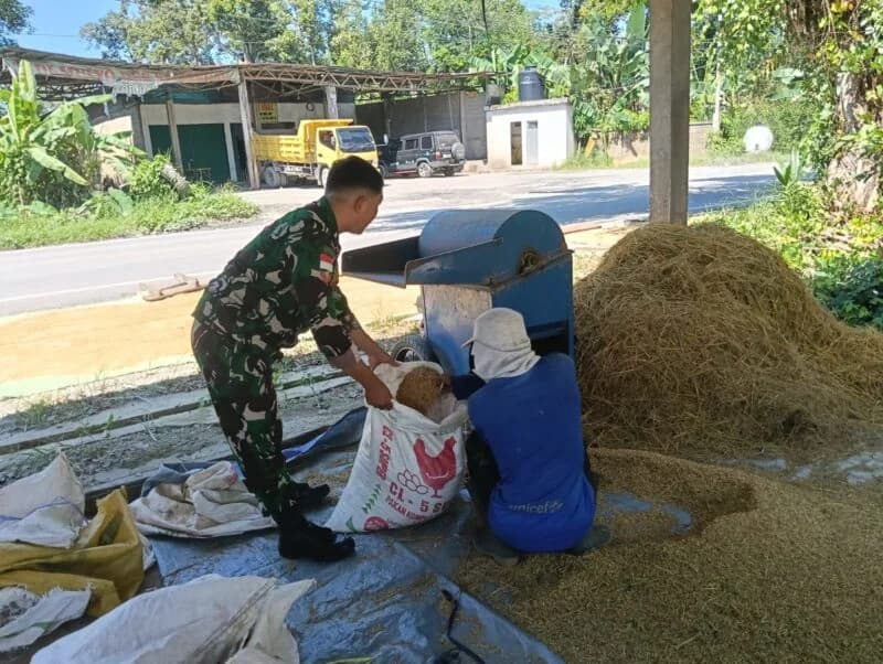 Babinsa Koramil Sambas Dampingi Petani Perontok Padi, Perkuat Ketahanan Pangan di Wilayah Binaan