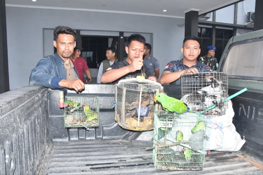 TNI AL Gagalkan Penyelundupan Belasan Satwa Dilindungi di Pelabuhan Sorong